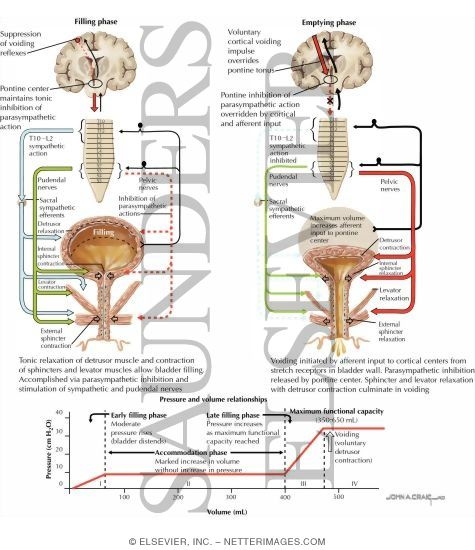 bladder function