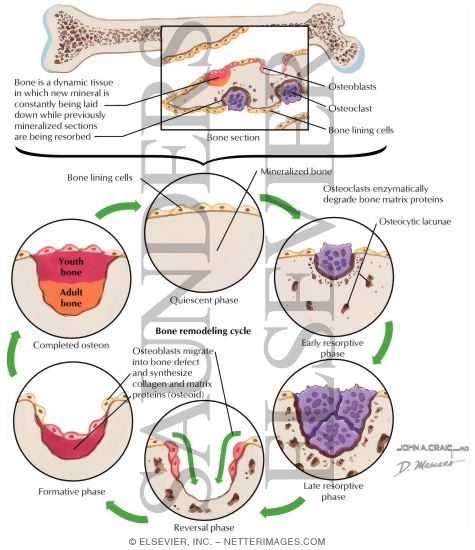 Bone Remodeling Unit