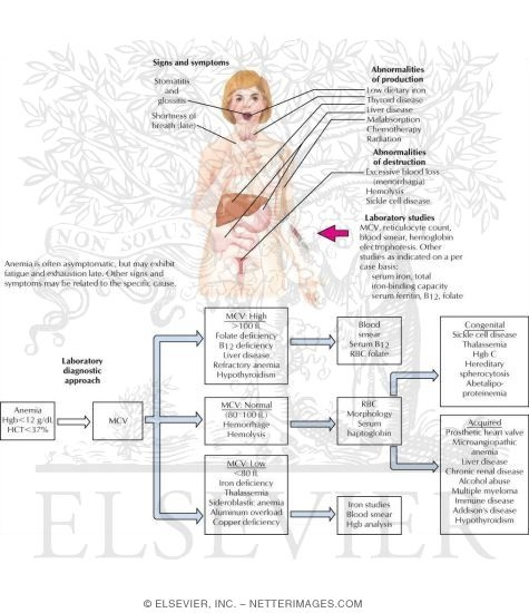 Watermarked preview of labeled image: Recurrent Abortion
Abortion: Recurrent