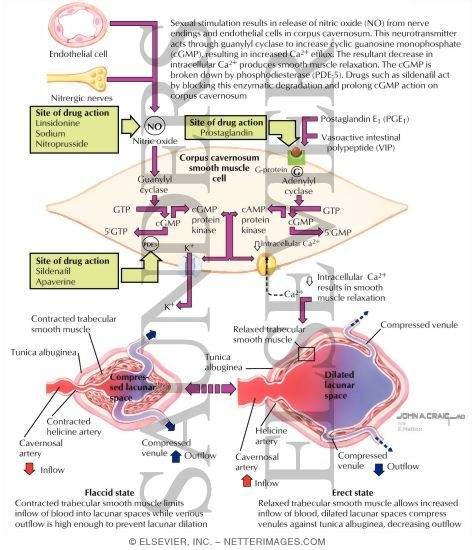Erectile Dysfunction Cellular Mechanisms of Penile Smooth Muscle Relaxation