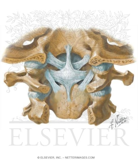 Watermarked preview of unlabeled image: Craniovertebral Ligaments