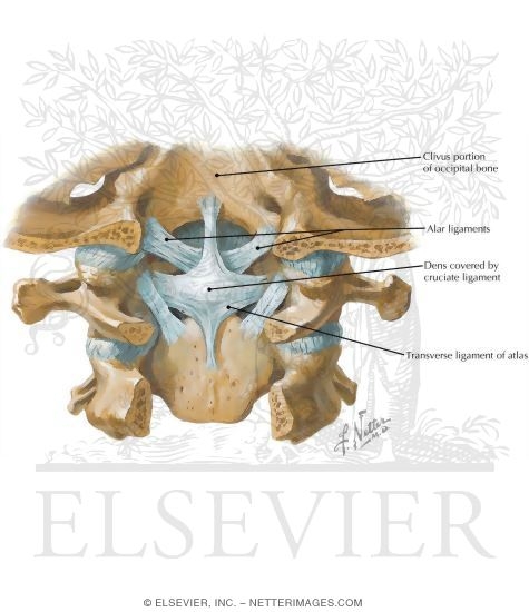 Watermarked preview of labeled image: Craniovertebral Ligaments