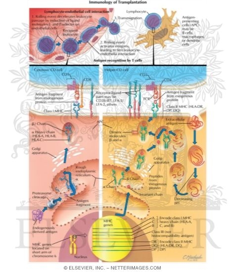 Watermarked preview of labeled image: Immunology of Transplantation