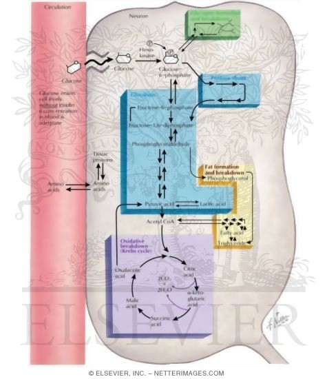 Watermarked preview of labeled image: Intermediary Metabolism of the Nerve Cell