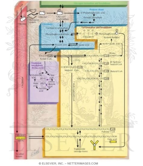 Watermarked preview of labeled image: Fat Metabolism