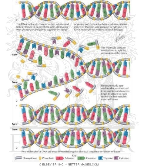 Dna replication model with labels