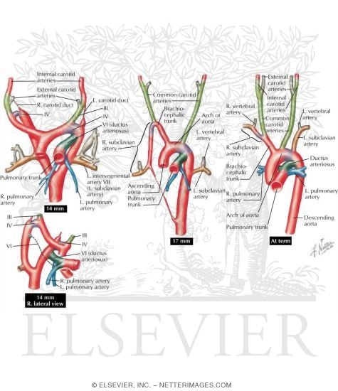 Development of the Major Blood Vessels