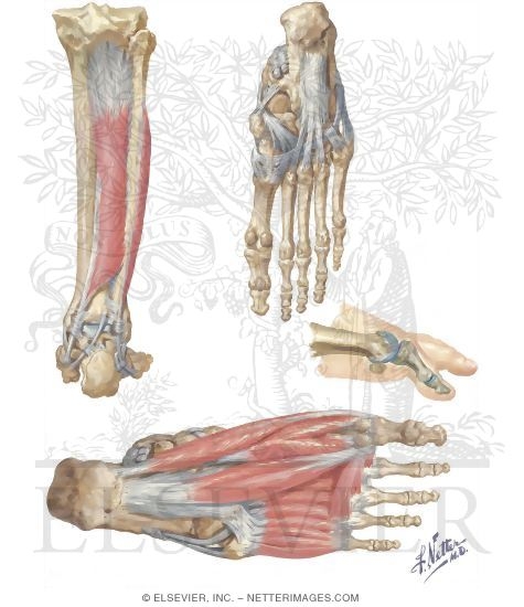 Watermarked preview of unlabeled image: Adductors, Abductors, and Intrinsic Muscles