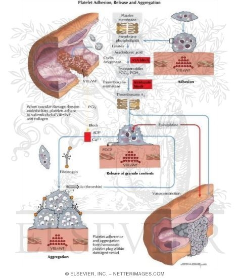 Watermarked preview of labeled image: Platelet Adhesion, Release and Aggregation