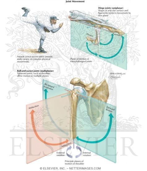 Watermarked preview of labeled image: Uniplanar and Multiplanar Joint Motion