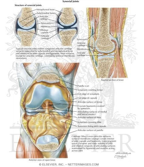 Watermarked preview of labeled image: Synovial Joint