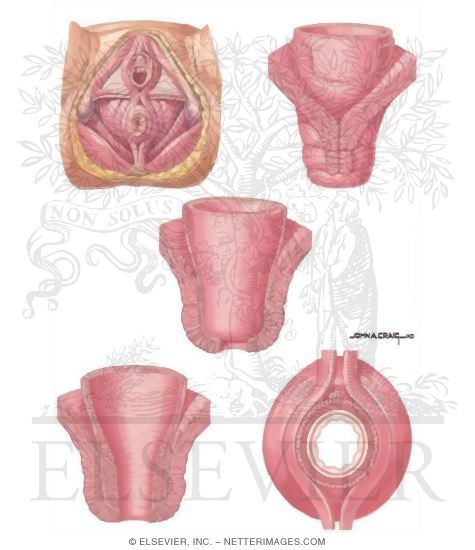 Watermarked preview of unlabeled image: Anorectal Disorders: Anal Musculature
