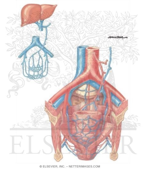 Watermarked preview of unlabeled image: Anorectal Disorders: Vascular Supply Of Anus And Rectum