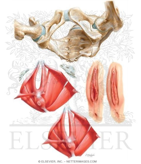 Watermarked preview of unlabeled image: Pelvis: Bones and Muscles