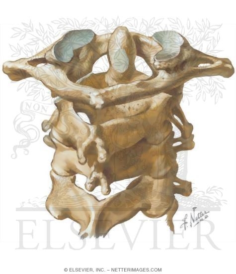 Watermarked preview of unlabeled image: Cervical Spine, Posterior View