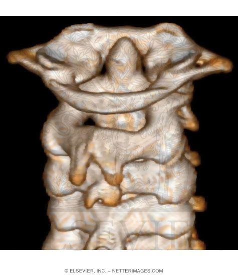 Cervical Spine, Posterior View