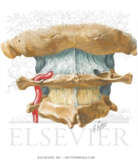 Watermarked preview of unlabeled image: Vertebral Artery, Atlas
