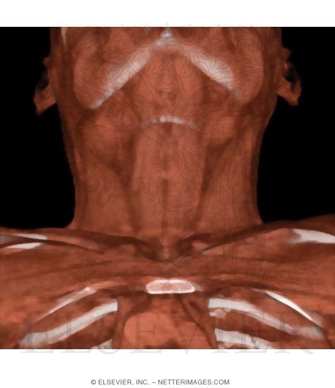 Neck Muscles, Anterior View
