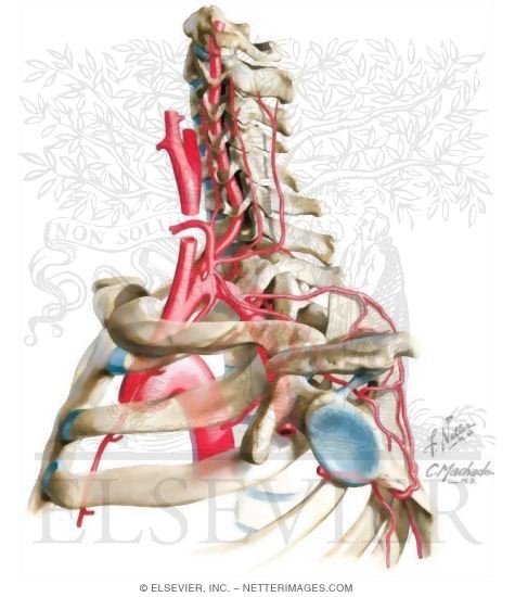 Right Subclavian Artery, Origin