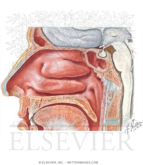 Nasal Conchae