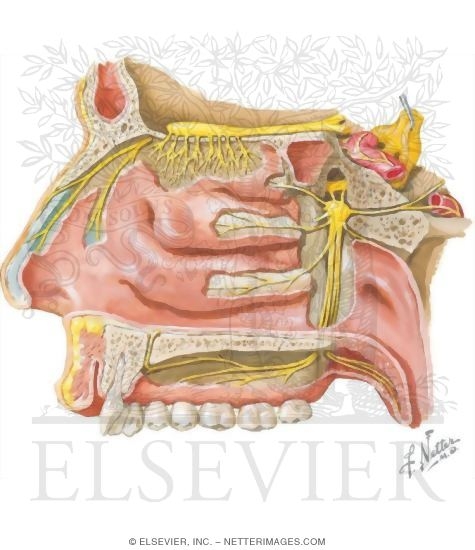 Pterygopalatine Fossa