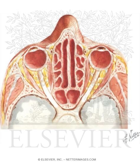 Ethmoid Air Cells and Sphenoid Sinus