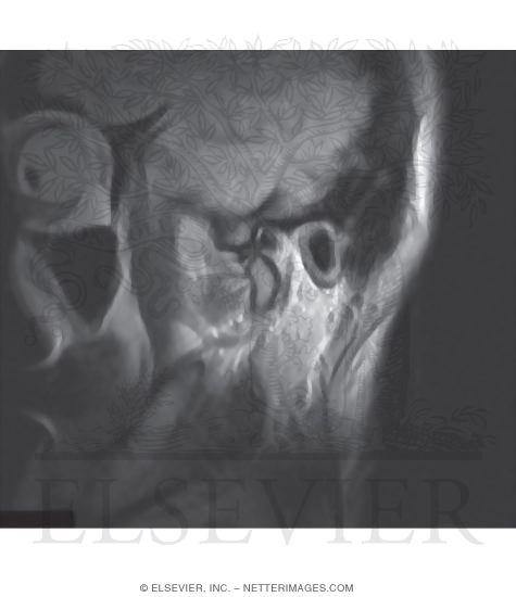 Temporomandibular Joint