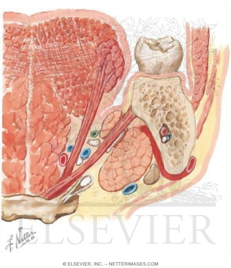 Watermarked preview of unlabeled image: Tongue, Coronal Section