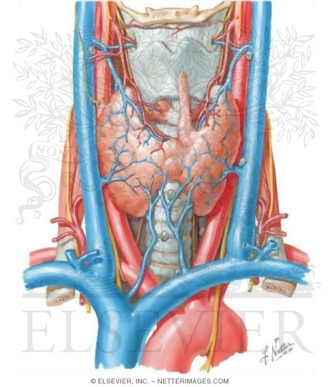 Watermarked preview of unlabeled image: Thyroid Gland and Major Neck Vessels