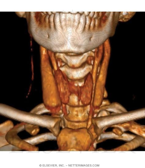 Thyroid Gland and Major Neck Muscles