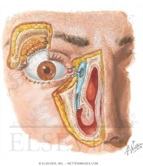 Nasolacrimal Duct