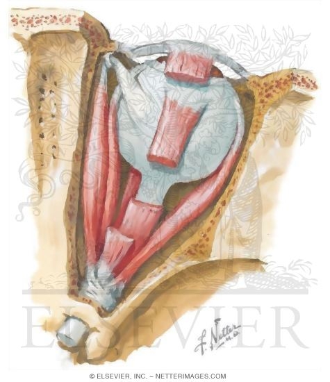 Watermarked preview of unlabeled image: Orbit, Superior Oblique Muscle and Tendon