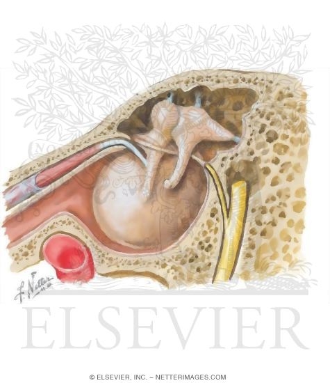 Tympanic Cavity (Middle Ear)