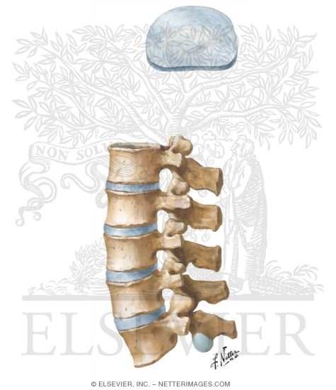 Watermarked preview of unlabeled image: Lumbar Vertebrae