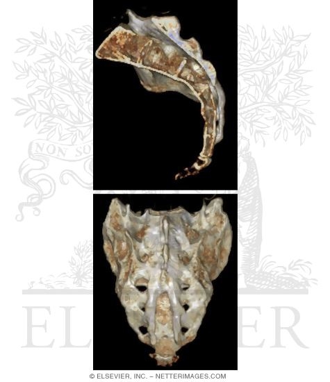Sacrum