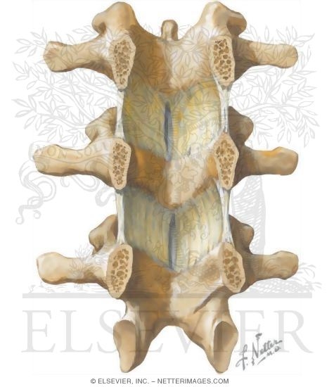 Ligamentum Flavum