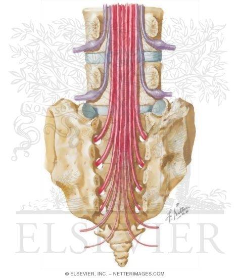 Spinal Nerves, Lumbar