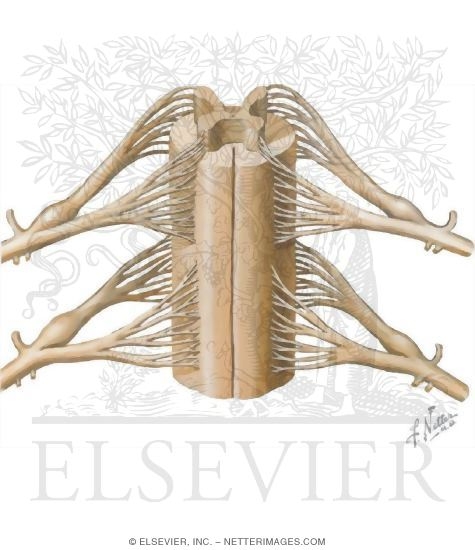 Spinal Cord, Nerve Roots