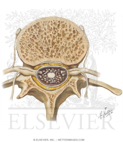 Conus Medullaris and Cauda Equina