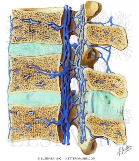 Vertebral Venous Plexuses