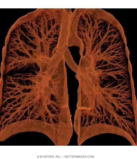Lung, Segmental Bronchi