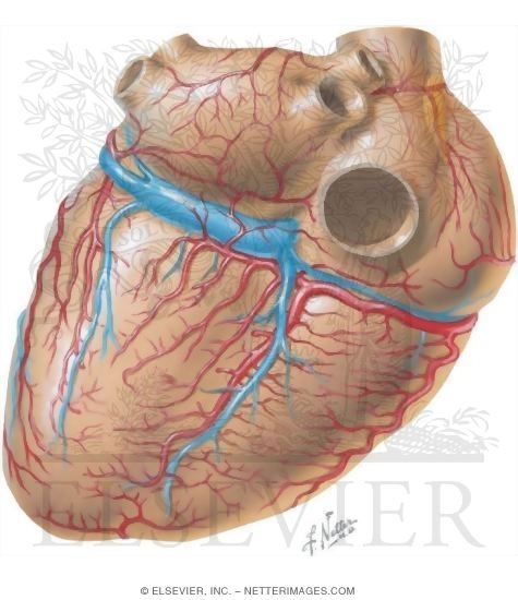 Heart, Posterior View