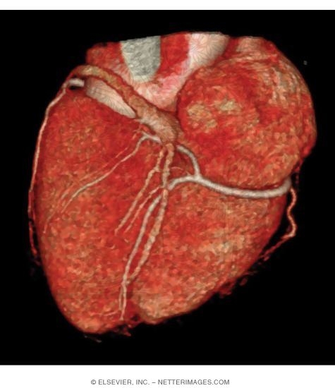 Heart, Posterior View