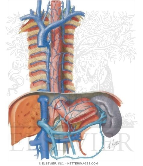 Azygos and Hemiazygos Veins