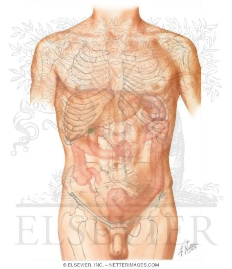 Abdominal Regions