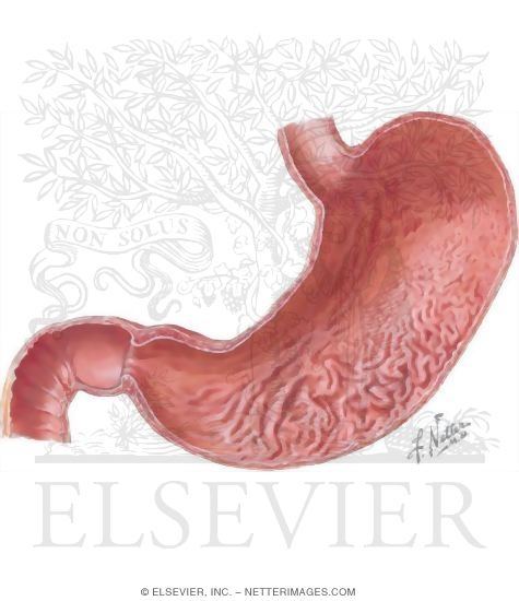 Watermarked preview of unlabeled image: Mucosa of the Stomach