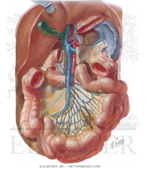 Veins of the Small Bowel