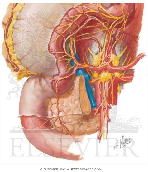 Celiac Plexus