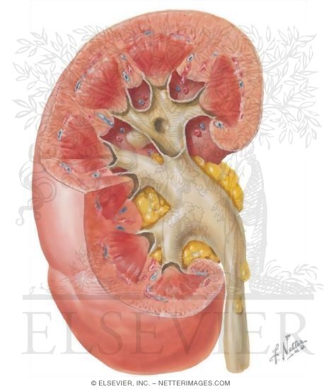 Renal Pelvis