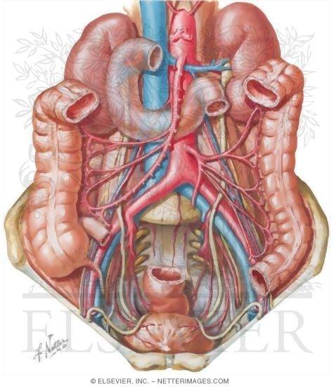 Ureter, Pelvic Aspect